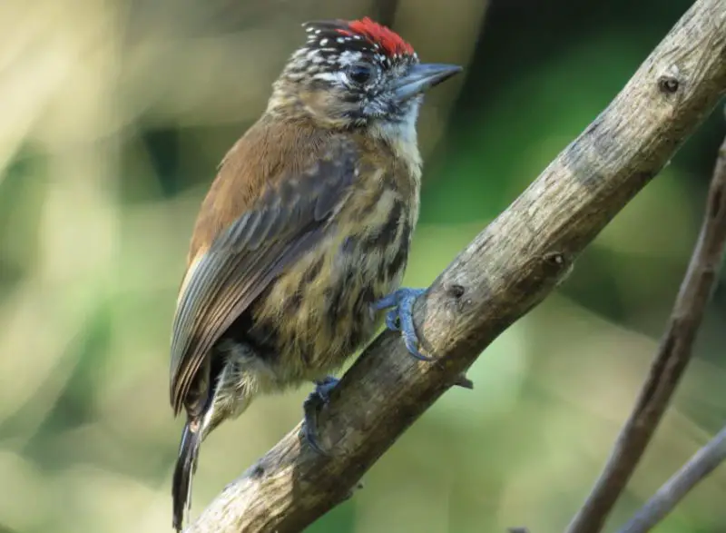 mottled-piculet-picumnus-nebulosus-800x587-1 Birds That Start With M