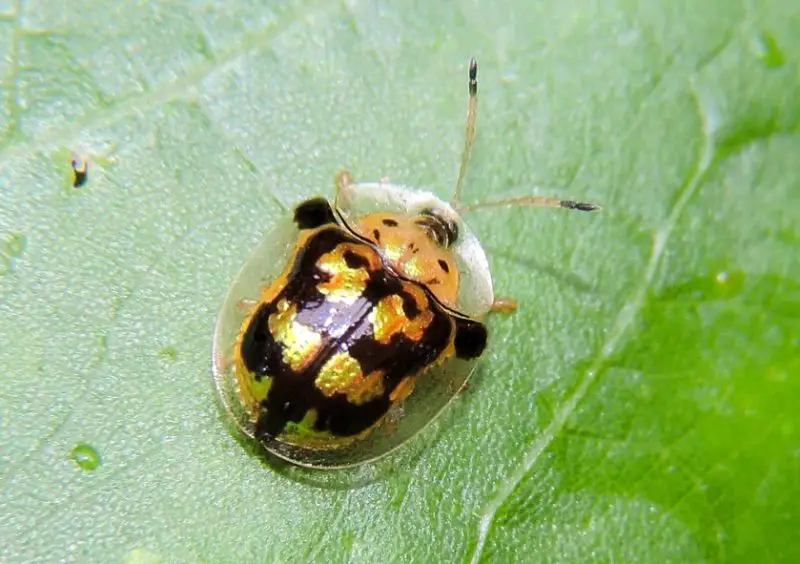 Yellow Beetles with Black Spots