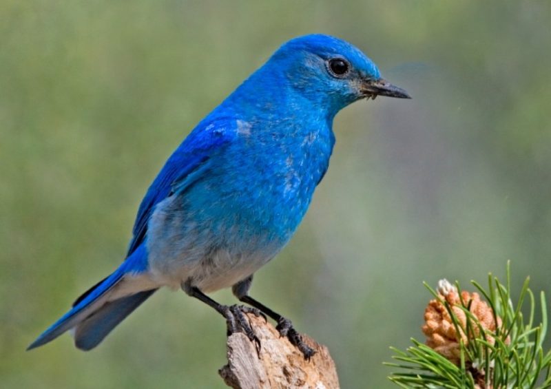 mountain-bluebird-800x565-2 Blue Birds in Michigan