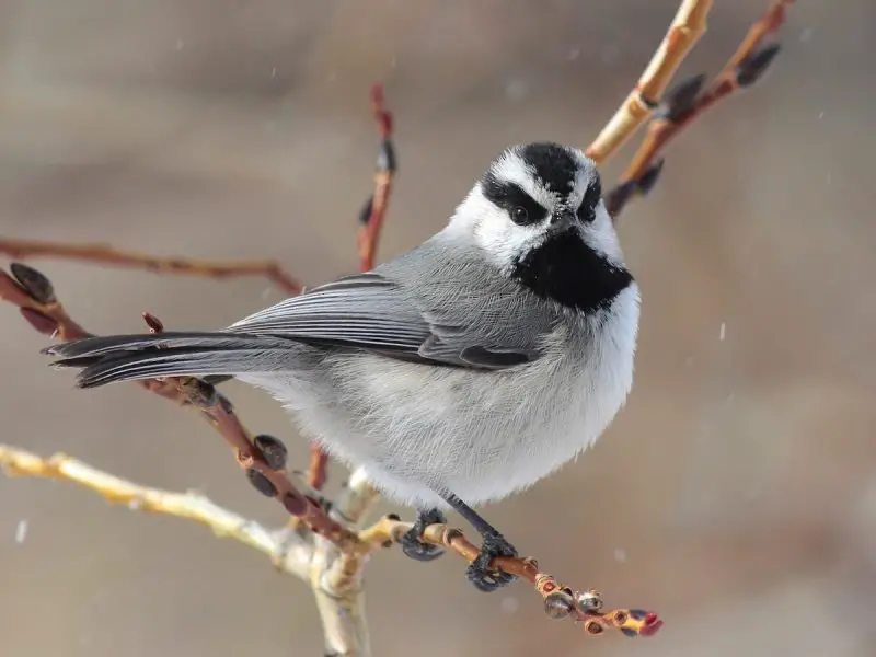 Black and White Birds in Colorado