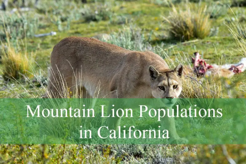 Mountain Lion Populations in California