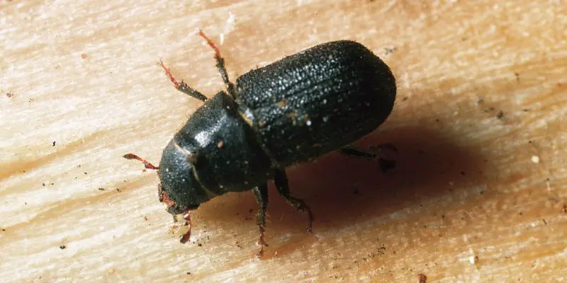 Types of Beetle Insects