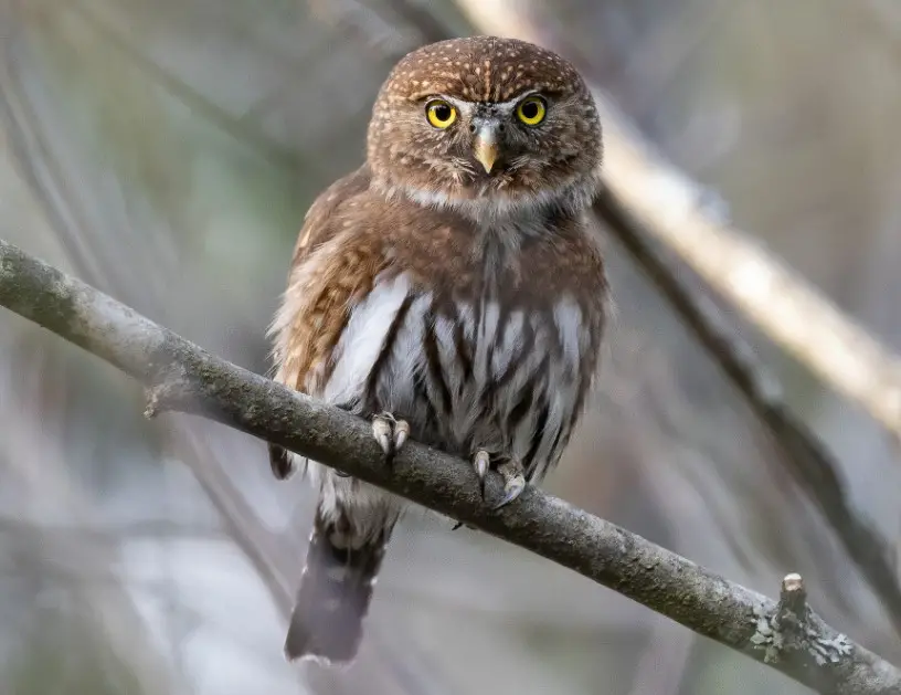 mountain-pygmy-owl-glaucidium-gnoma Birds That Start With M