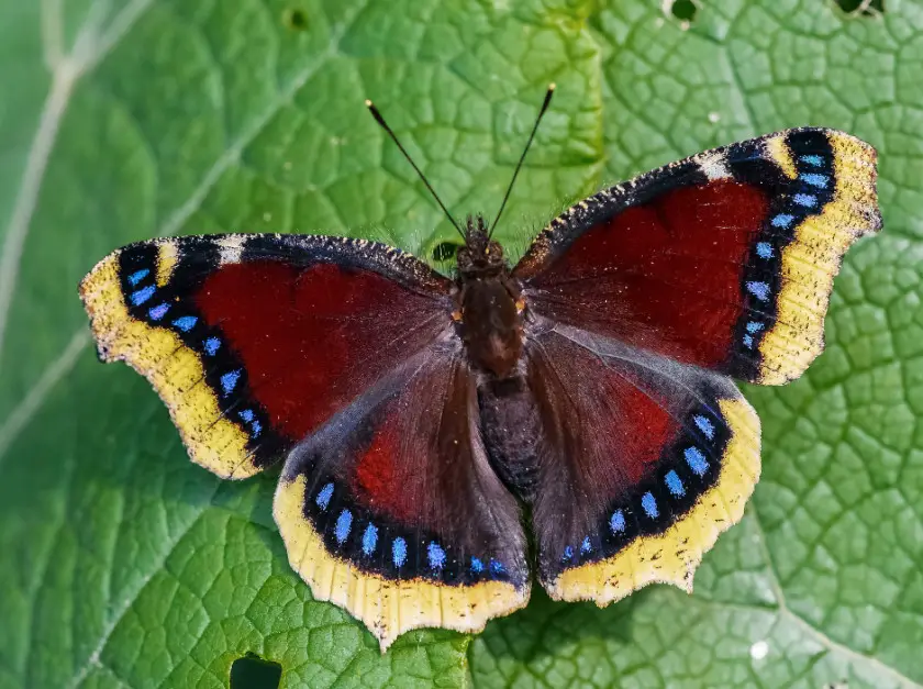 Butterflies in New York State