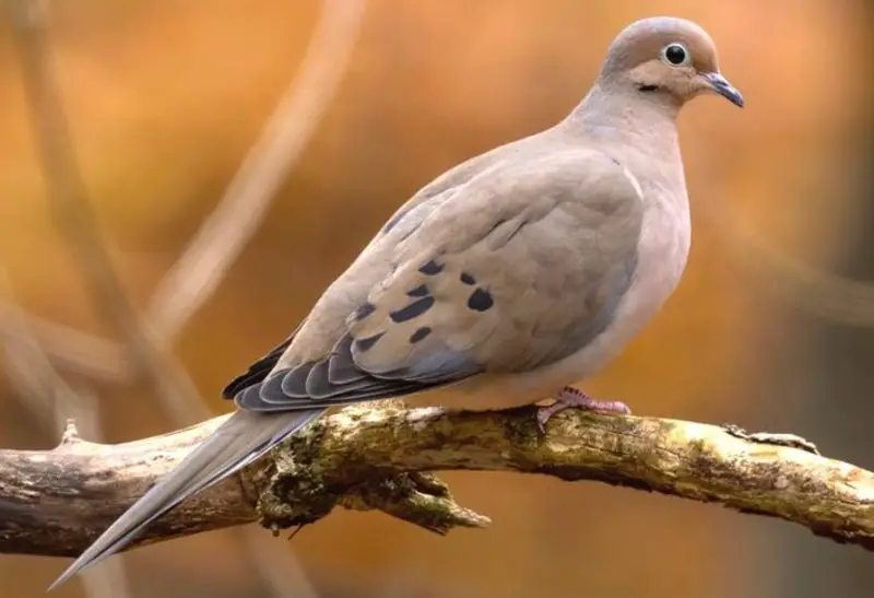 Birds in Virginia