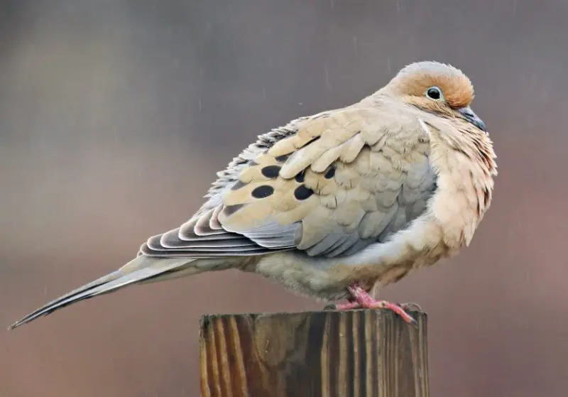 Backyard Birds in Indiana
