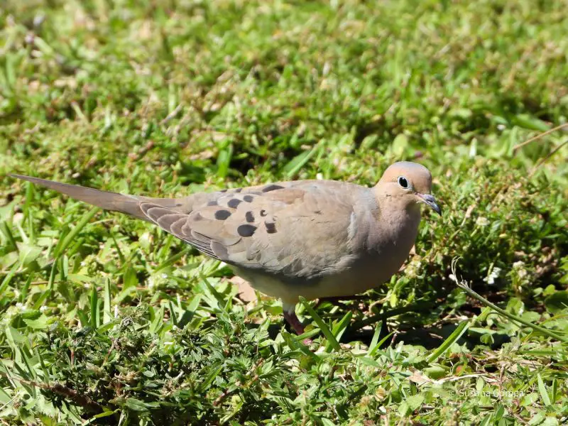 mourning-dove-zenaida-macroura-800x600-1-3 Birds in South Carolina