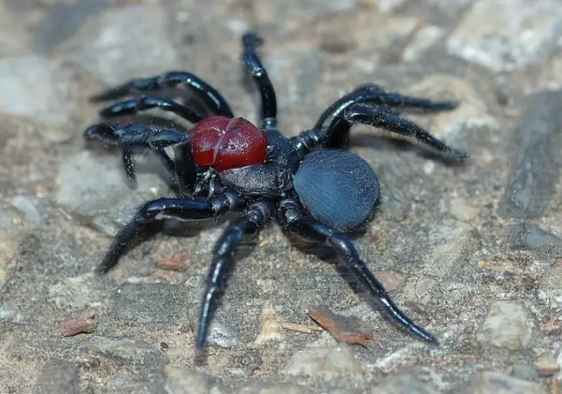 Spiders in California