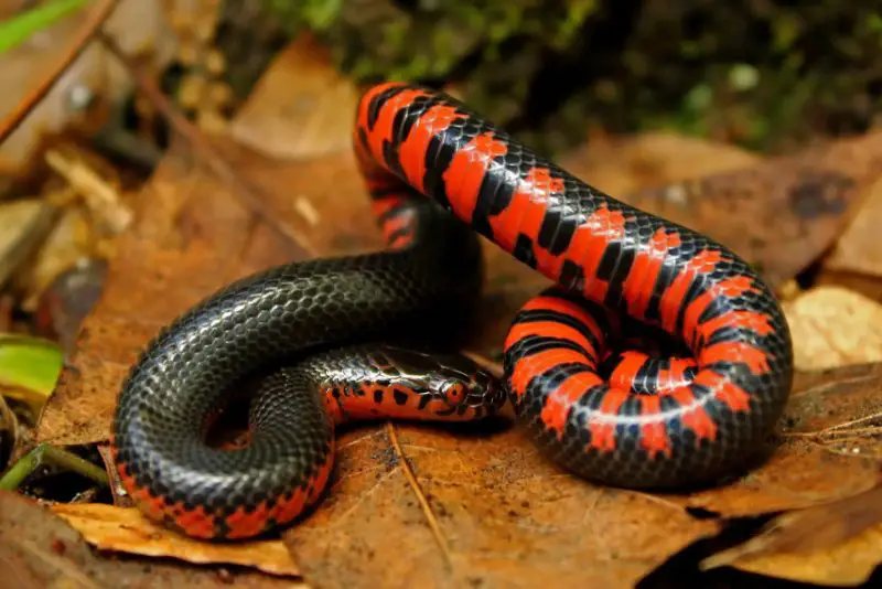 mudsnake-farancia-abacura-800x534-1 Types of Snakes in Oklahoma