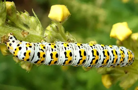 Mullein Moth Caterpillar