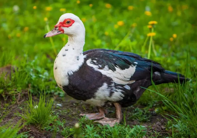 muscovy-duck-800x562-1 Black and White Duck Breeds