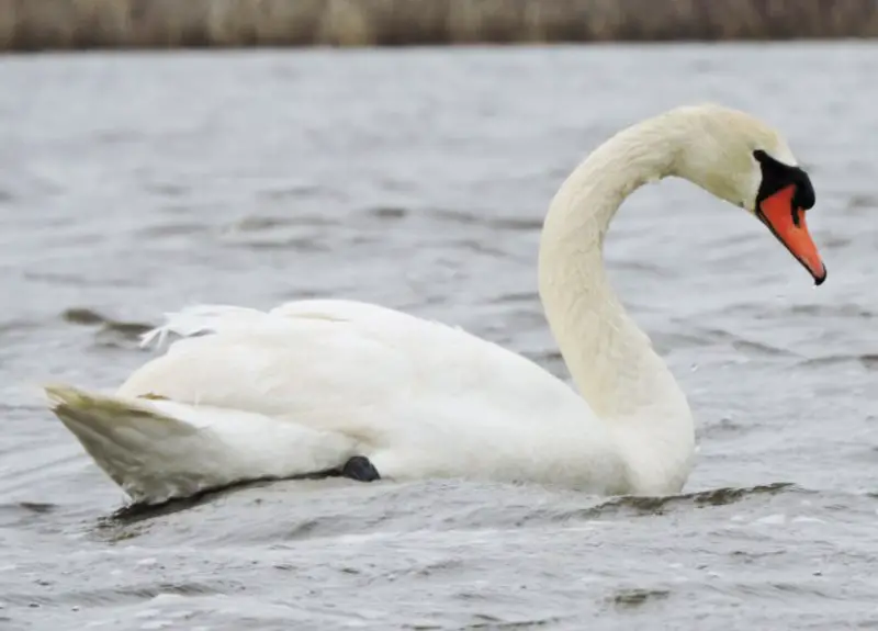 mute-swan-cygnus-olor-800x575-1 Birds That Start With M