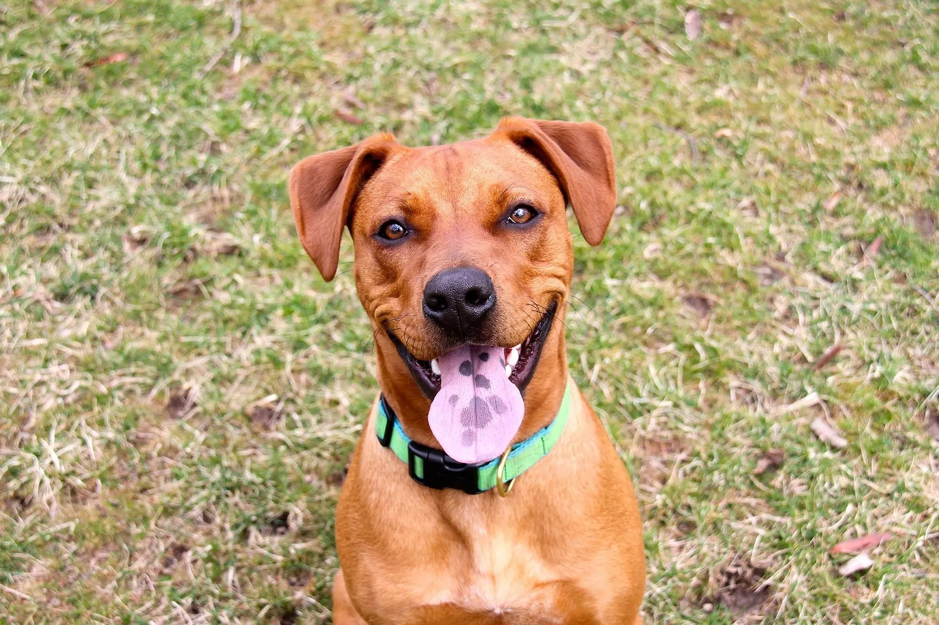 a mixed-breed dog headshot outdoors