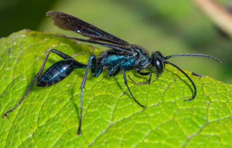 Black Wasps in Texas