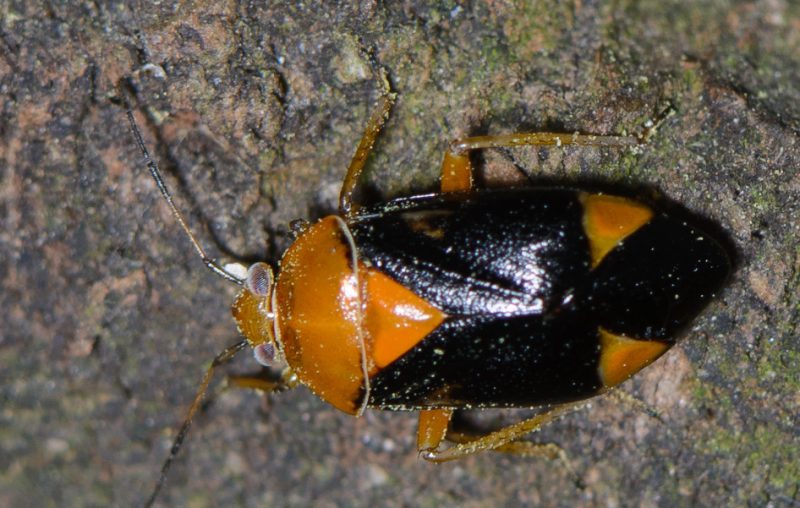Black and Orange Bugs