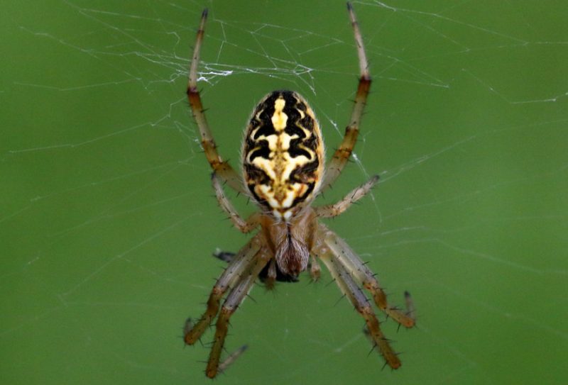 neoscona-theisi-800x543-1 Spiders in Arkansas
