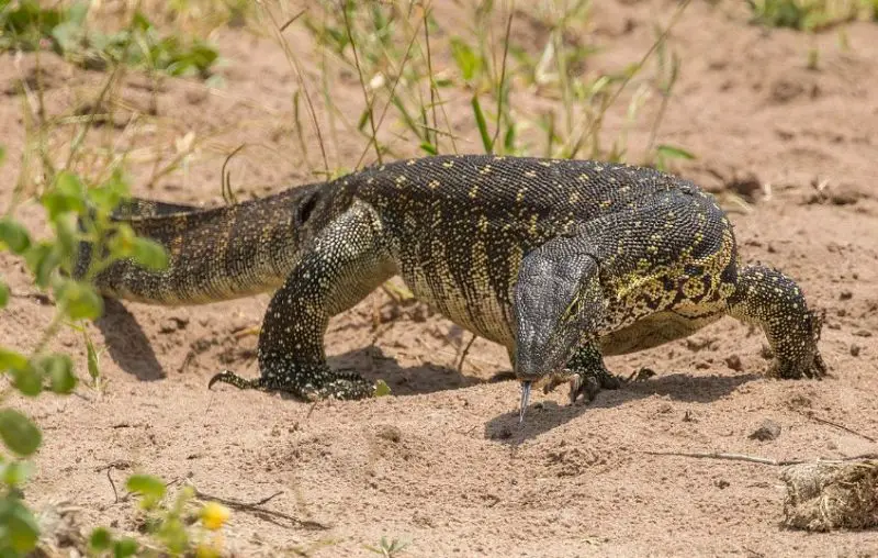 Lizards in Florida