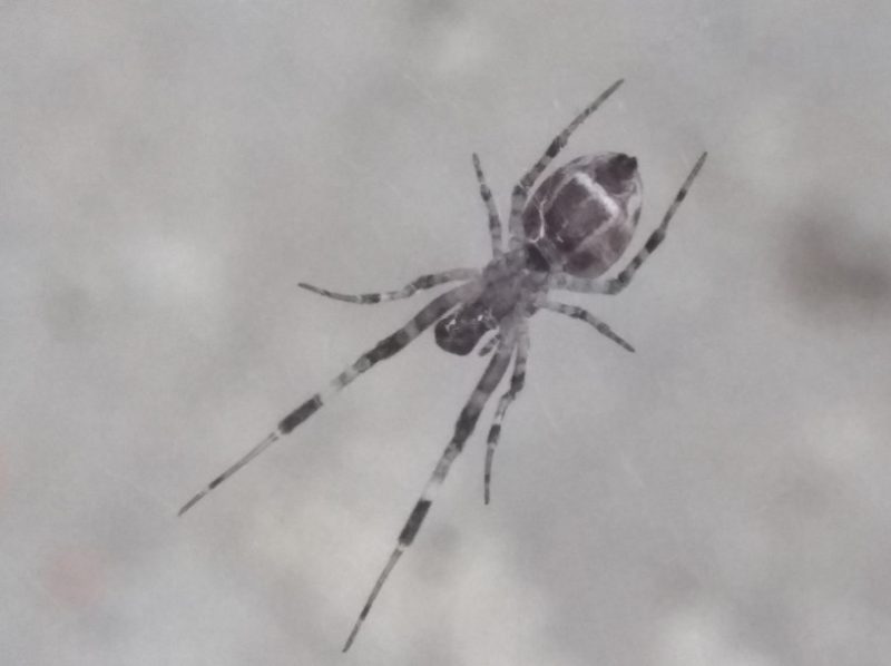 ninja-star-ceiling-spider-800x598-1 Spiders in Arkansas