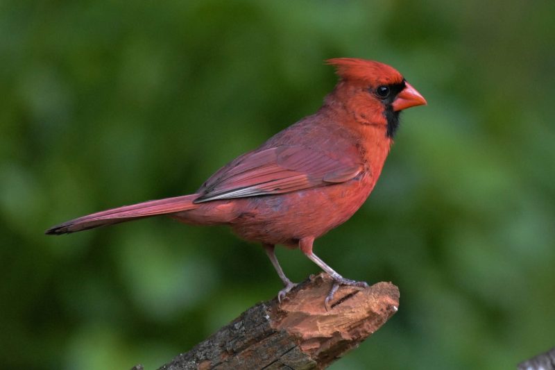 Backyard Birds in Indiana