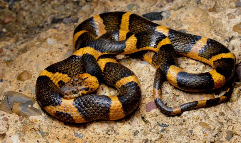Black Snakes with Yellow Spots