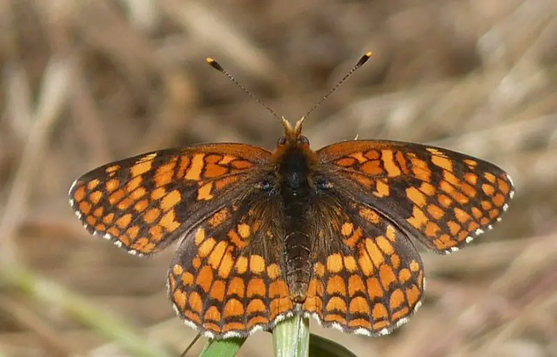 Black and Orange Butterfly
