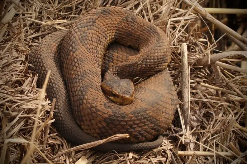 northern-cottonmouth-800x531-1 Types of Snakes in Oklahoma