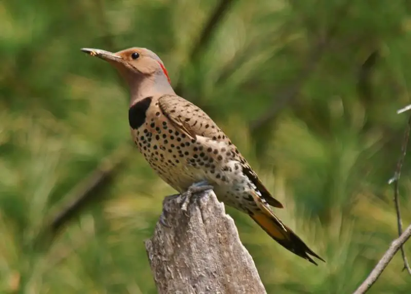 Woodpeckers in West Virginia