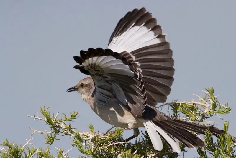 Black Birds with White Stripes on Wings