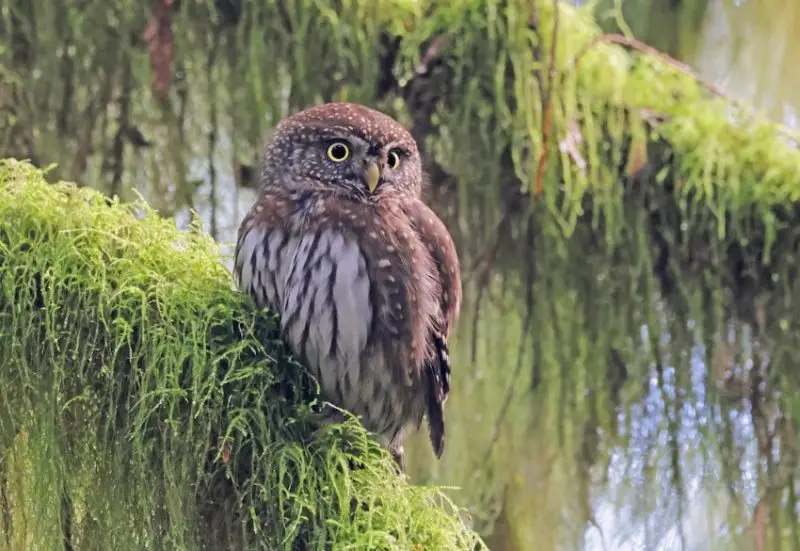 northern-pygmy-owl-800x551-1 Owls in Alaska