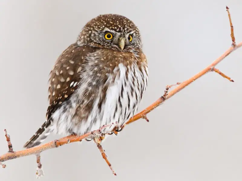 northern-pygmy-owl-glaucidium-gnoma-800x600-1-3 Types of Owls in Colorado