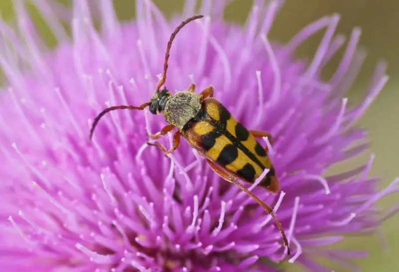 Yellow Beetles with Black Spots