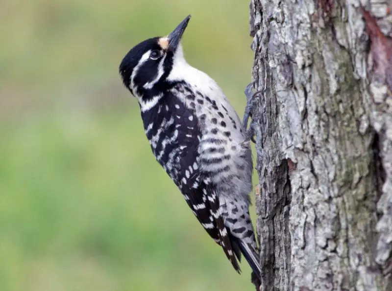 Types of Woodpeckers