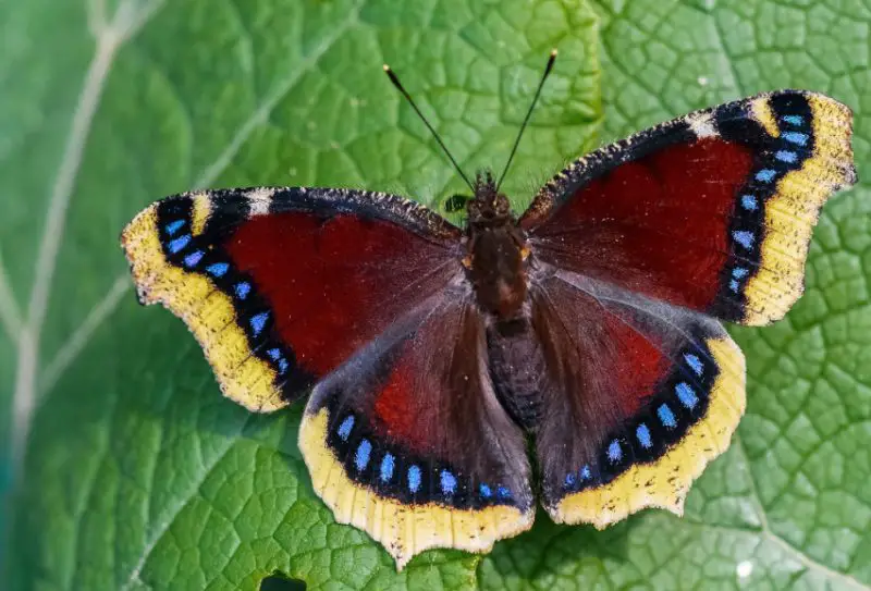 Michigan Butterflies
