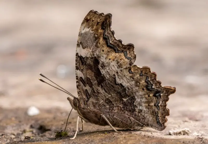 Michigan Butterflies
