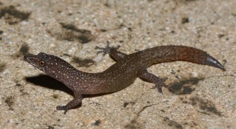 Lizards in Florida