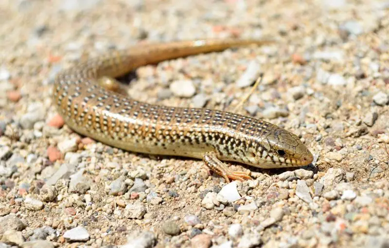 Lizards in Florida