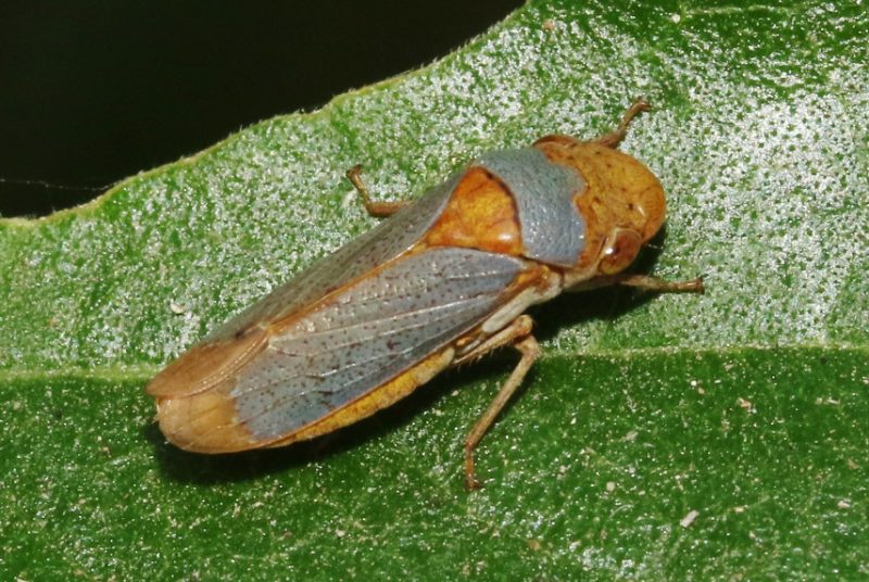 Black and Orange Bugs