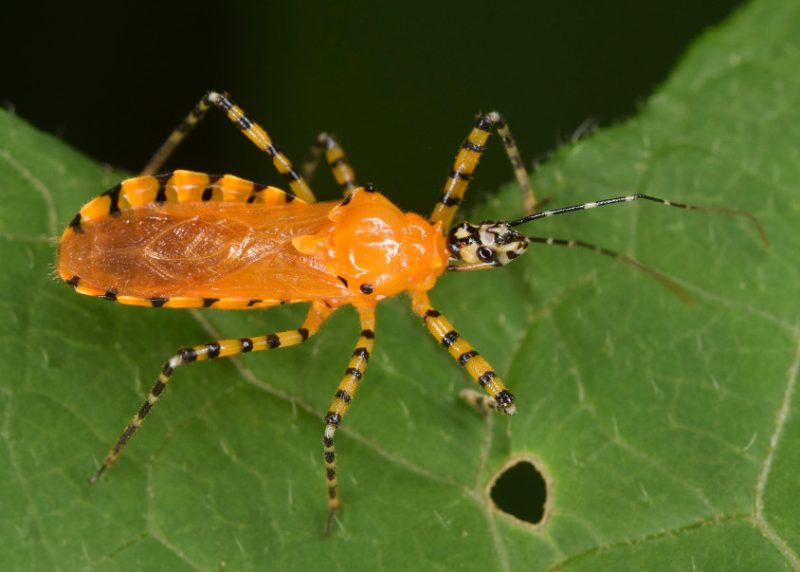 Black and Orange Bugs