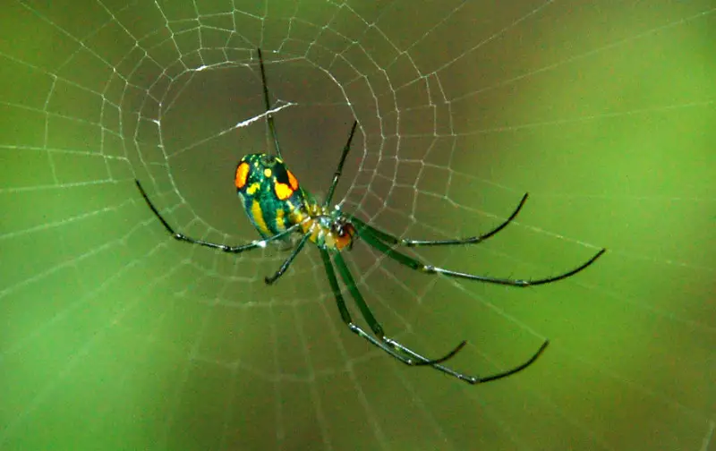 orchard-orbweaver Spiders in Oklahoma