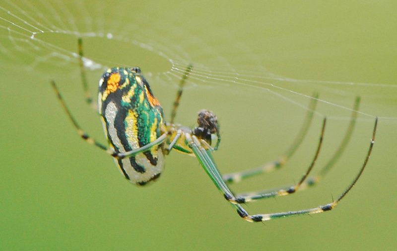 orchard-spiders-800x505-1 Spiders in Arkansas