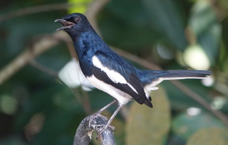 Black Birds with White Stripes on Wings