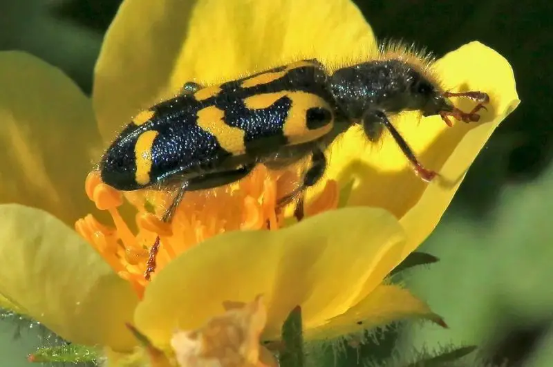 Yellow Beetles with Black Spots