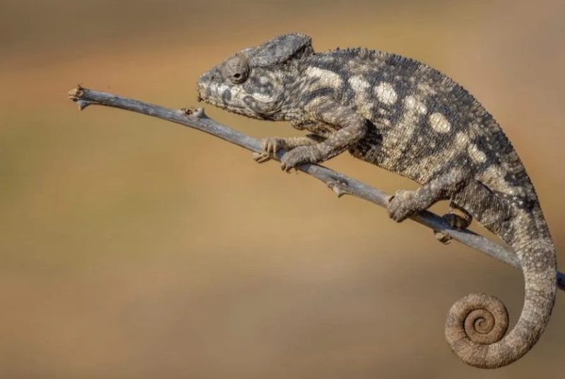 Lizards in Florida