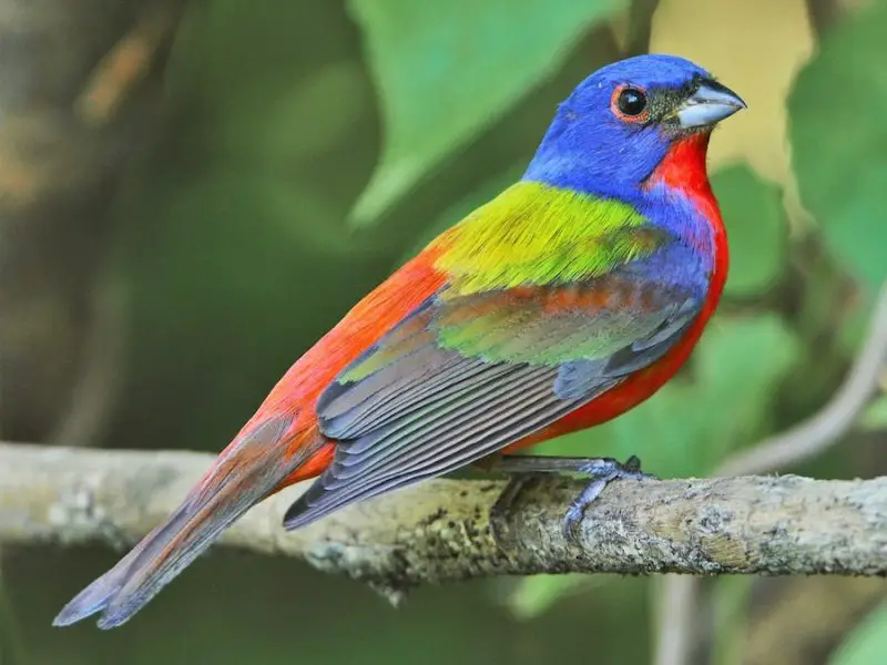 Cardinals in Florida