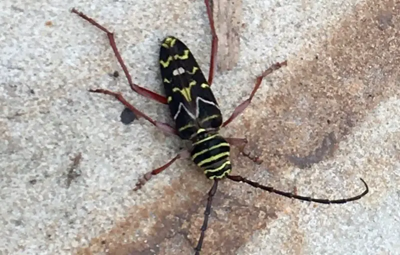 Yellow Beetles with Black Spots