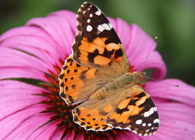 Michigan Butterflies