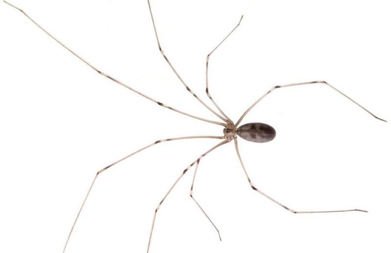 pale-daddy-longlegs-spider-800x519-1 Spiders in Arkansas