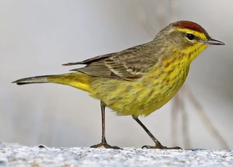 palm-warbler-800x574-1-3 Yellow Birds in Kansas