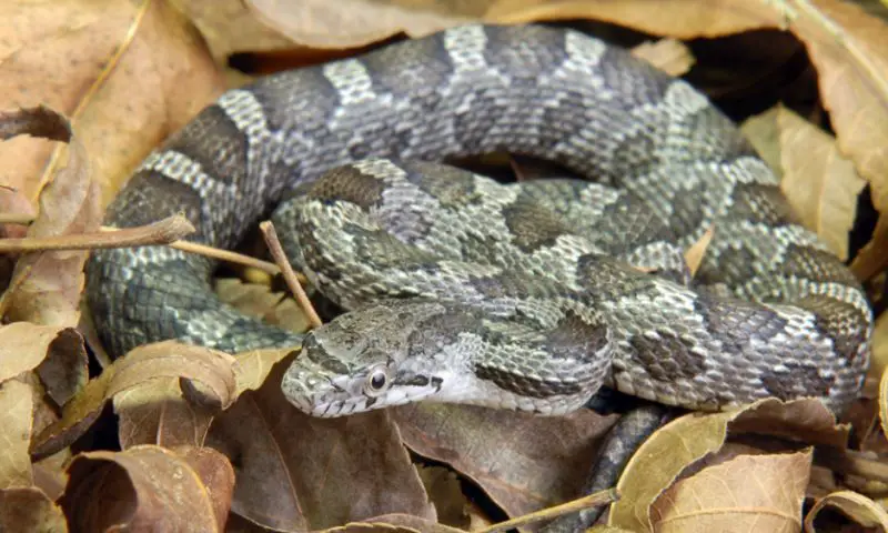 White Snakes With Black Stripes