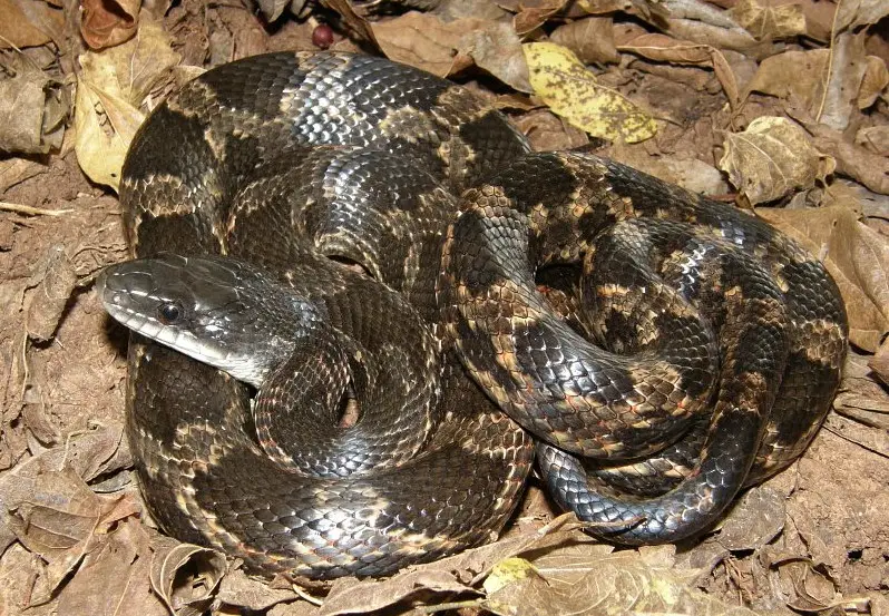 White Snakes With Black Stripes